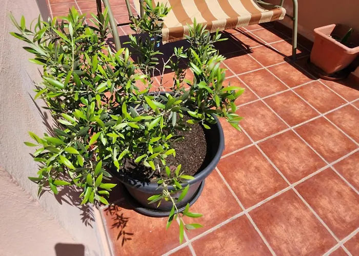 Girasoles Apartment Fuengirola